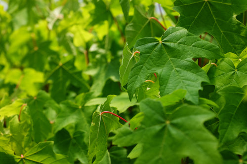 Bigleaf Maple | Lot of 30 Tree Seedlings | The Jonsteen Company