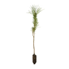Load image into Gallery viewer, Bishop Pine | Medium Tree Seedling | The Jonsteen Company