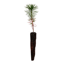 Load image into Gallery viewer, Bishop Pine | Small Tree Seedling | The Jonsteen Company