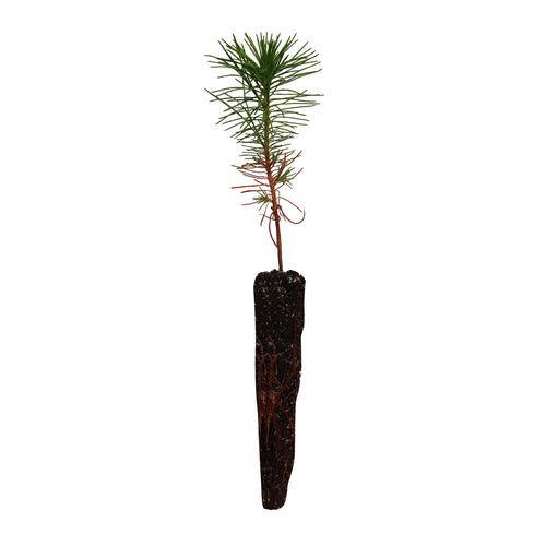 Bishop Pine | Small Tree Seedling | The Jonsteen Company