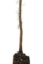 Load image into Gallery viewer, Bishop Pine | Medium Tree Seedling | The Jonsteen Company