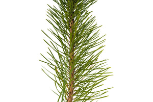 Bishop Pine | Medium Tree Seedling | The Jonsteen Company