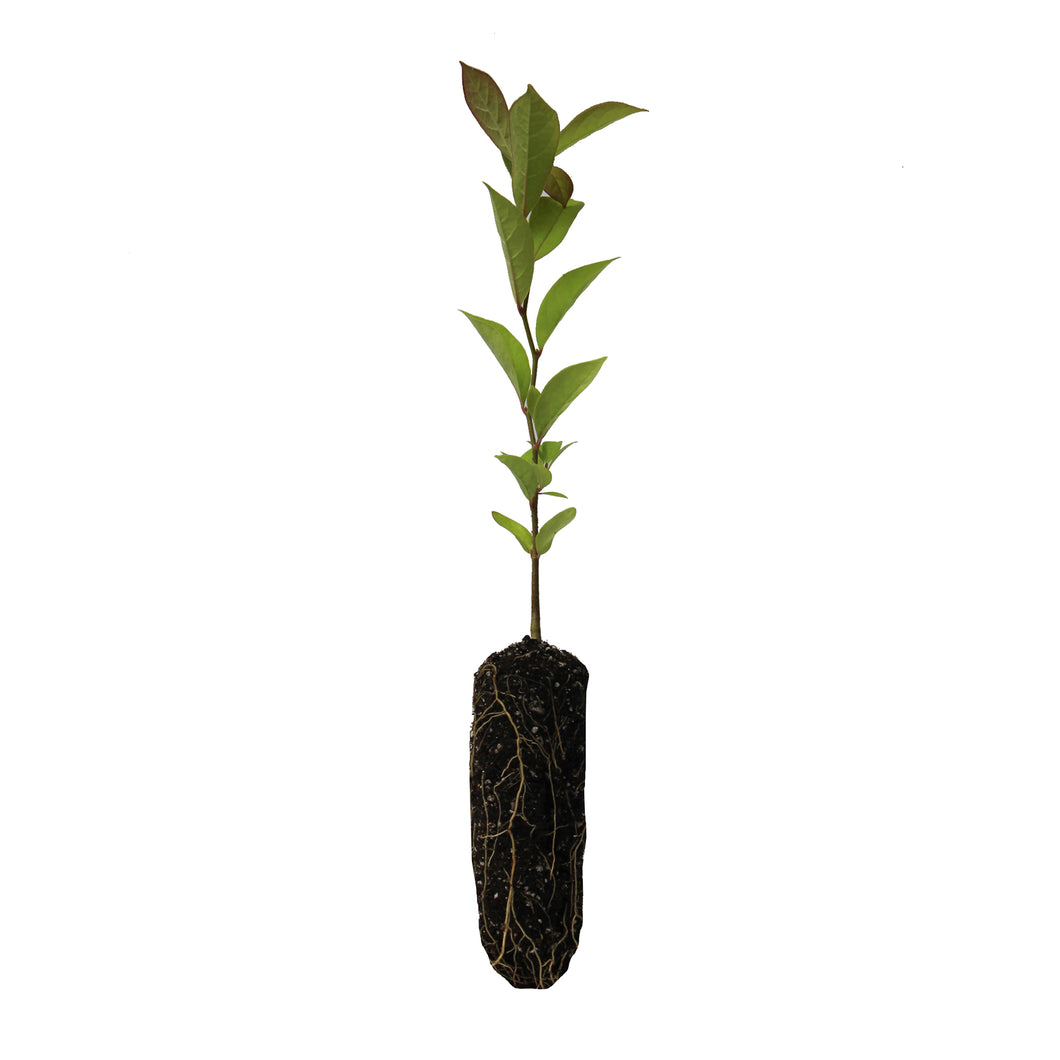 Black Tupelo | Medium Tree Seedling | The Jonsteen Company