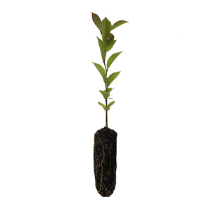 Black Tupelo | Lot of 30 Tree Seedlings | The Jonsteen Company