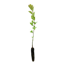 Load image into Gallery viewer, Black Tupelo | Small Tree Seedling | The Jonsteen Company