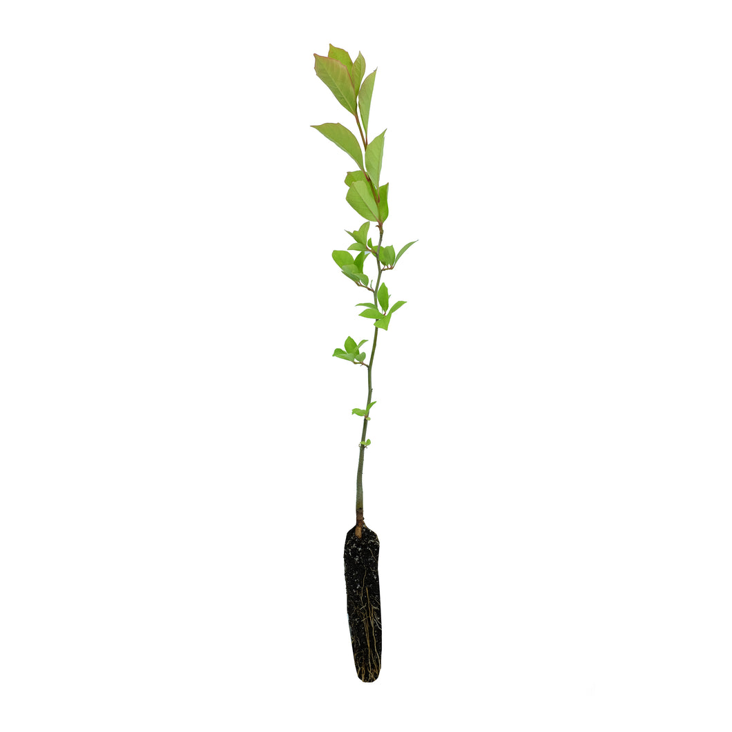 Black Tupelo | Small Tree Seedling | The Jonsteen Company
