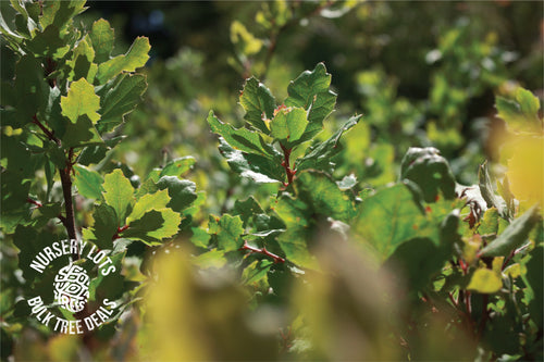 Blue Oak | Lot of 30 Tree Seedlings | The Jonsteen Company