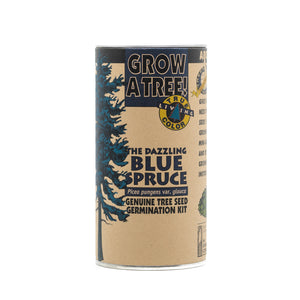 planting blue spruce seeds Blue Spruce
