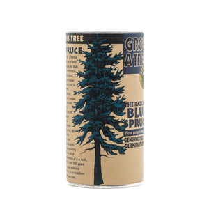 planting spruce seeds Blue Spruce