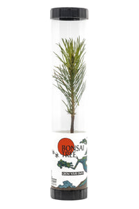 bonsai tree in a can Bonsai Starter