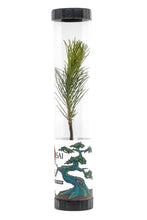 Load image into Gallery viewer, Bonsai Starter | Packaged Live Tree | The Jonsteen Company