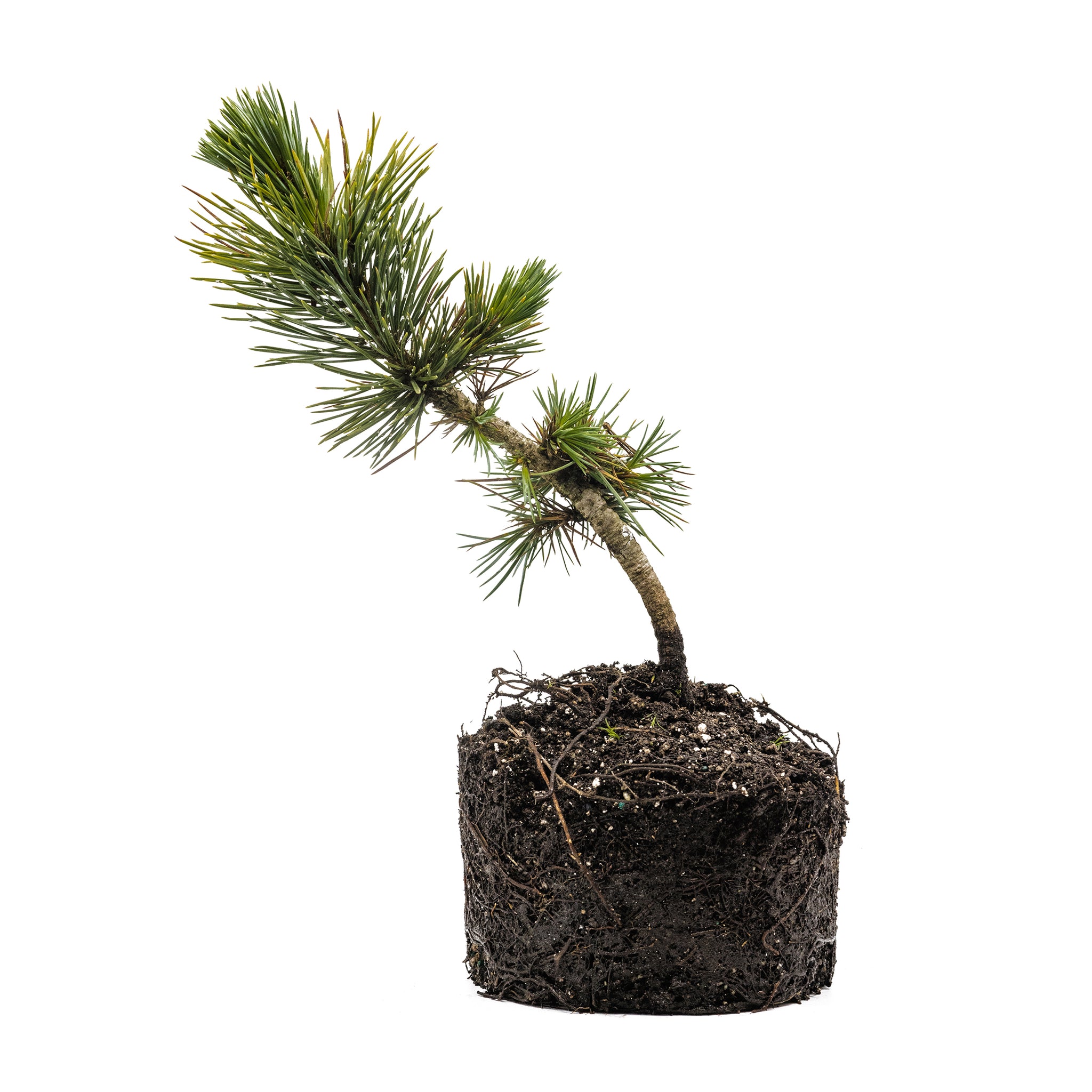 bristlecone pine bonsai tree Bristlecone Pine | Pinus aristata