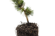 Load image into Gallery viewer, Bristlecone Pine | Pinus aristata | Large Tree Seedling | The Jonsteen Company