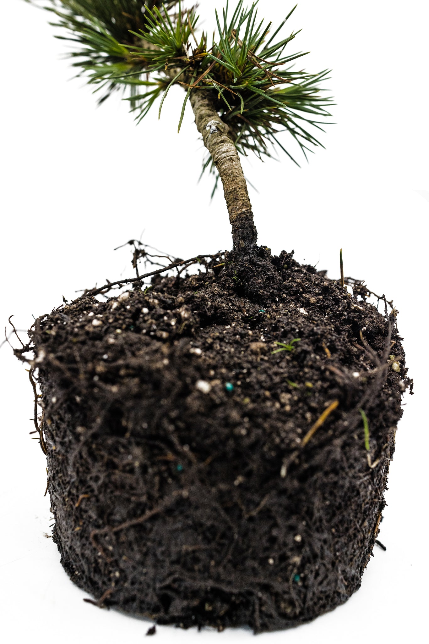 pinus aristata bonsai tree Bristlecone Pine | Pinus aristata