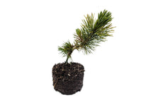 Load image into Gallery viewer, Bristlecone Pine | Pinus aristata | Large Tree Seedling | The Jonsteen Company