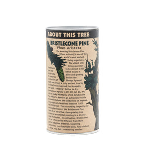 Ancient Bristlecone Pine | Seed Grow Kit | The Jonsteen Company