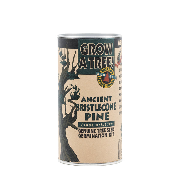 Ancient Bristlecone Pine | Seed Grow Kit