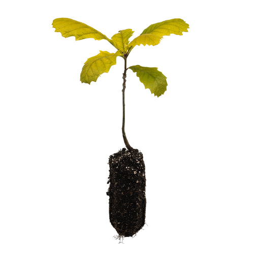 Bur Oak | Medium Tree Seedling | The Jonsteen Company