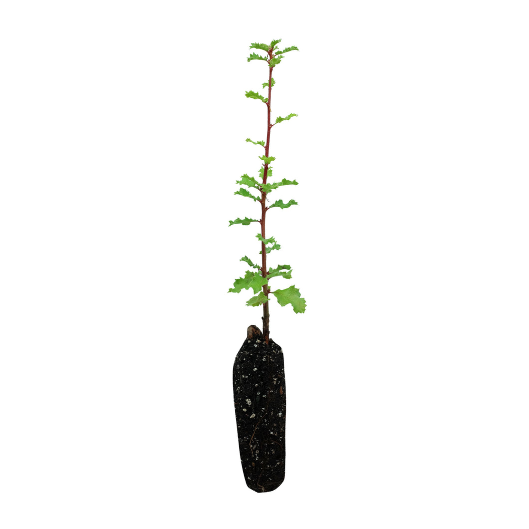 California Scrub Oak | Medium Tree Seedling | The Jonsteen Company