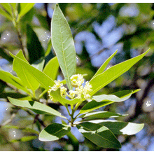 Load image into Gallery viewer, California Bay Laurel | Large Tree Seedling | The Jonsteen Company