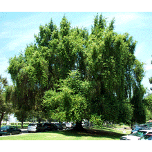 Load image into Gallery viewer, California Bay Laurel | Medium Tree Seedling | The Jonsteen Company