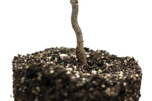 Load image into Gallery viewer, California Bay Laurel | Large Tree Seedling | The Jonsteen Company
