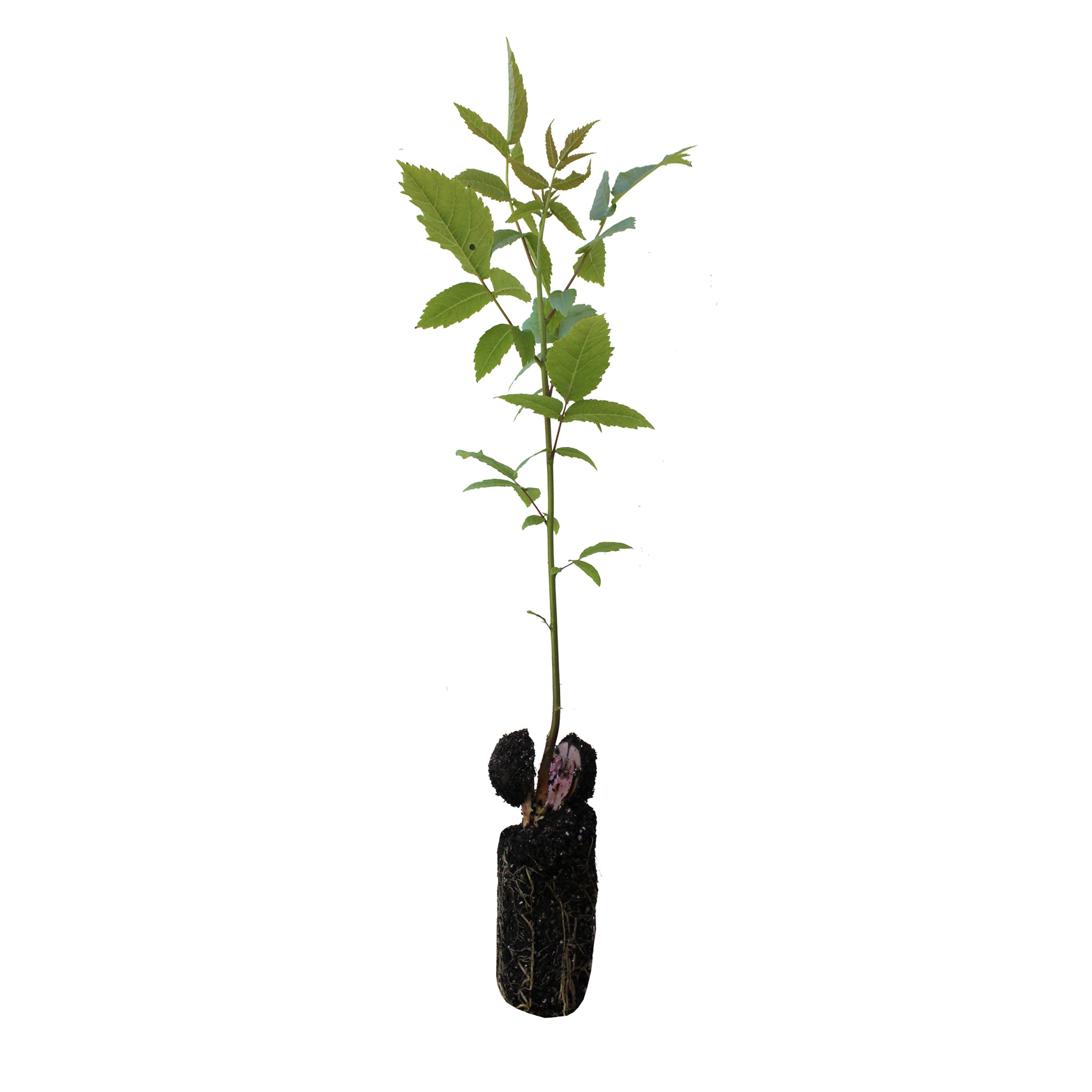 black walnut tree planting from seed California Black Walnut
