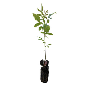 California Black Walnut | Medium Tree Seedling | The Jonsteen Company