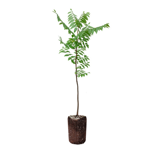 California Black Walnut | XL Tree Seedling | The Jonsteen Company