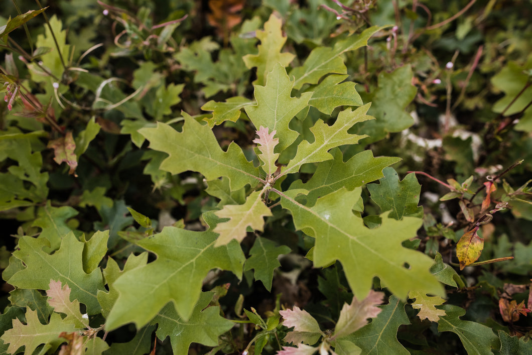California Black Oak | Lot of 30 Tree Seedlings – SequoiaTrees.com