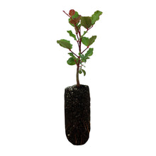 Load image into Gallery viewer, Carob Tree | Medium Tree Seedling | The Jonsteen Company