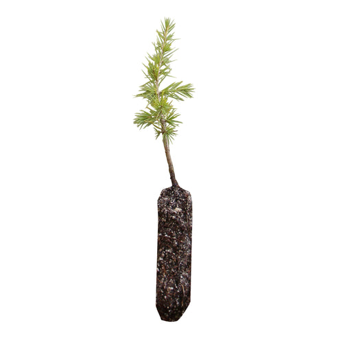 Cedar of Lebanon | Medium Tree Seedling | The Jonsteen Company