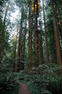 Coast Redwood | Packaged Live Tree | The Jonsteen Company