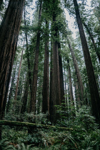 Coast Redwood | Medium Tree Seedling | The Jonsteen Company