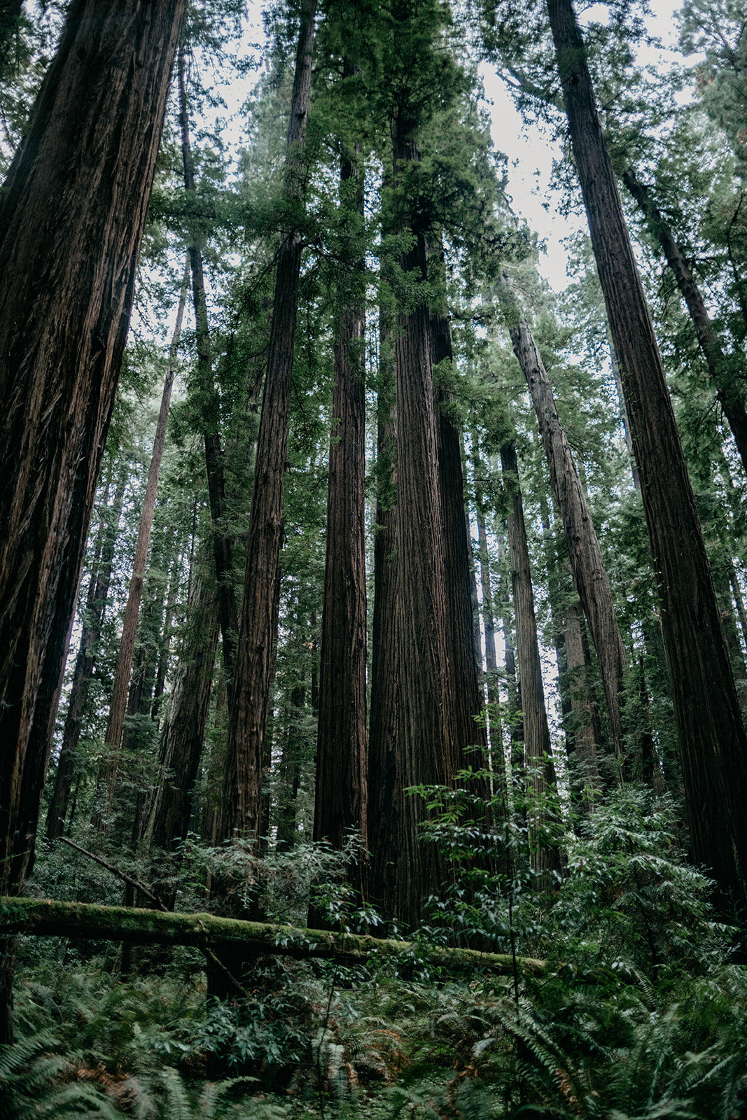 Xl Tree Coast Redwood | XL Tree Seedling – The Jonsteen Company