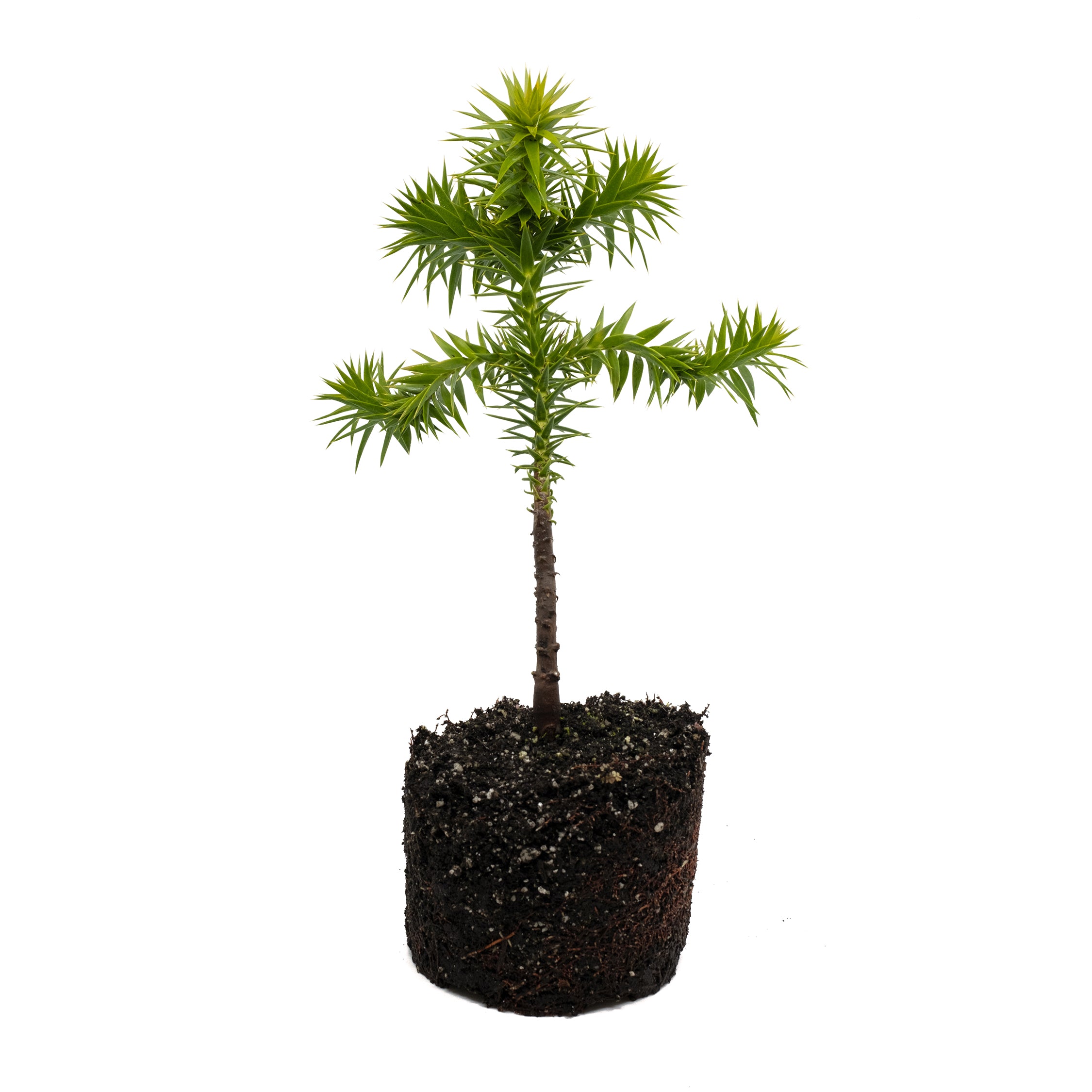 monkey puzzle tree bonsai Chilean Monkey Puzzle