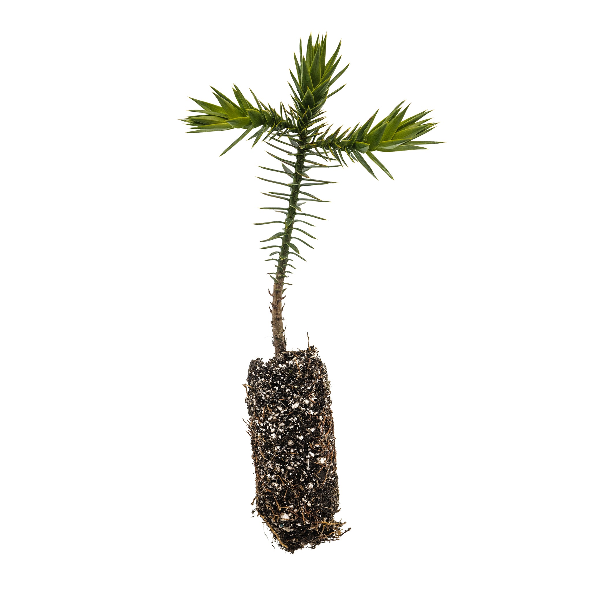 monkey puzzle tree bonsai Chilean Monkey Puzzle
