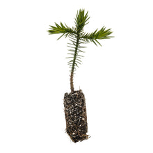 Load image into Gallery viewer, Chilean Monkey Puzzle | Medium Tree Seedling | The Jonsteen Company