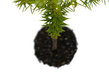 Load image into Gallery viewer, Chilean Monkey Puzzle | Large Tree Seedling | The Jonsteen Company