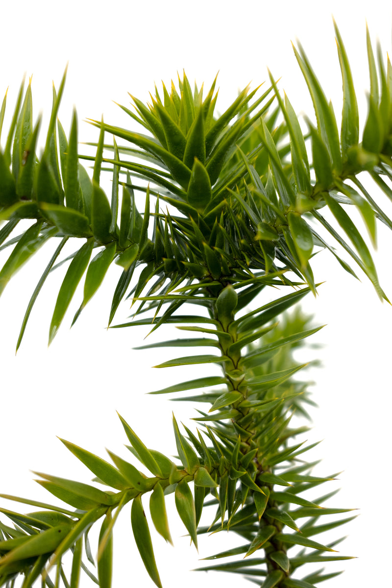 Chilean Monkey Puzzle | Large Tree Seedling – The Jonsteen Company