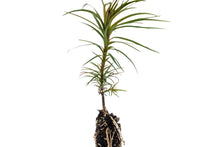 Load image into Gallery viewer, China Fir | Small Tree Seedling | The Jonsteen Company