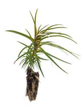 Load image into Gallery viewer, China Fir | Small Tree Seedling | The Jonsteen Company