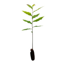 Load image into Gallery viewer, Chinese Chestnut | Medium Tree Seedling | The Jonsteen Company