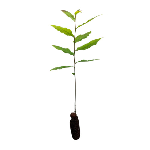 Chinese Chestnut | Medium Tree Seedling | The Jonsteen Company