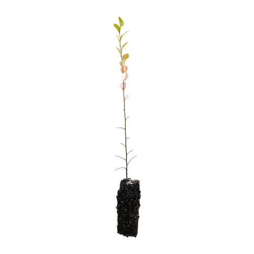 Chinese Elm | Medium Tree Seedling | The Jonsteen Company