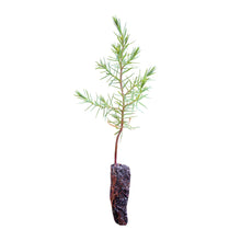 Load image into Gallery viewer, Chinese Juniper | Small Tree Seedling | The Jonsteen Company