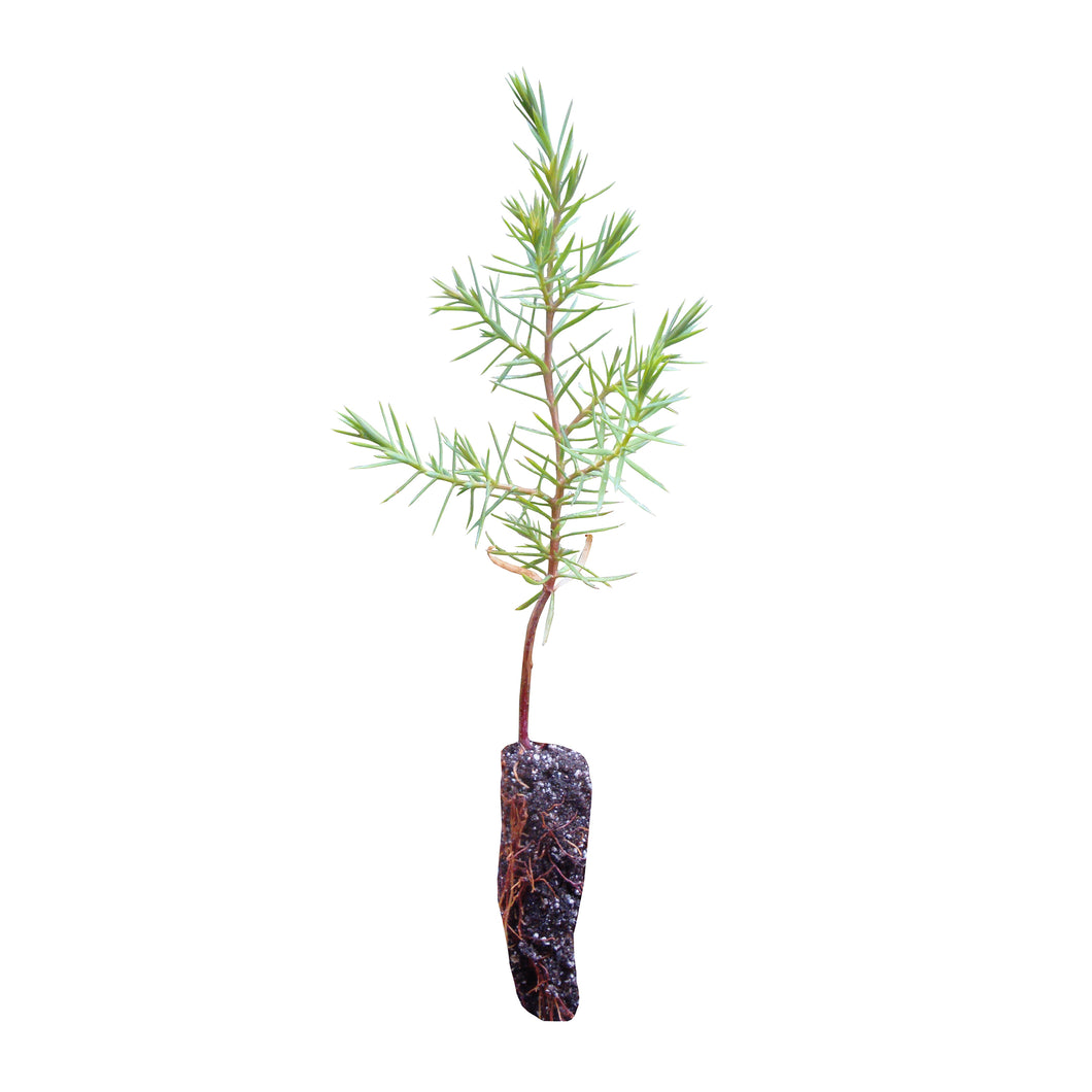 Chinese Juniper | Small Tree Seedling – SequoiaTrees.com