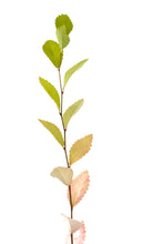 Load image into Gallery viewer, Chinese Elm | Medium Tree Seedling | The Jonsteen Company