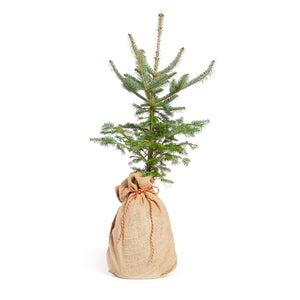 Balsam Fir Christmas Tree w/ Burlap Container | The Jonsteen Company