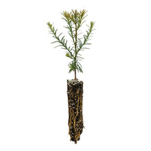 Load image into Gallery viewer, Coast Redwood | Small Tree Seedling | The Jonsteen Company